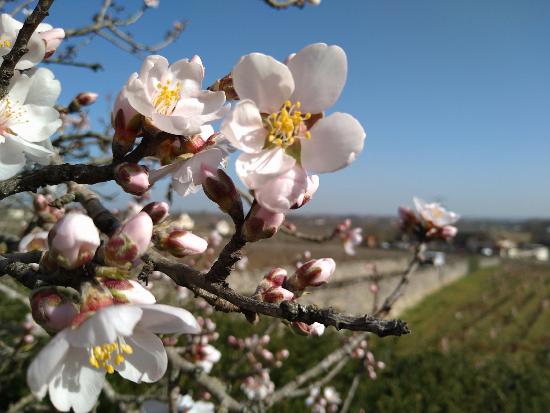 Notre amandier en fleur