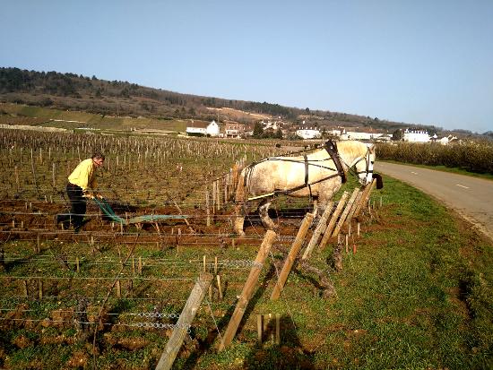 Labour au cheval dans les Masures - domaine Jean-Nol Gagnard