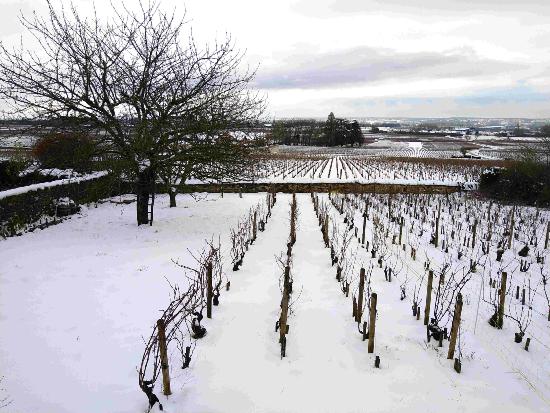 Chassagne-Montrachet dans la neige